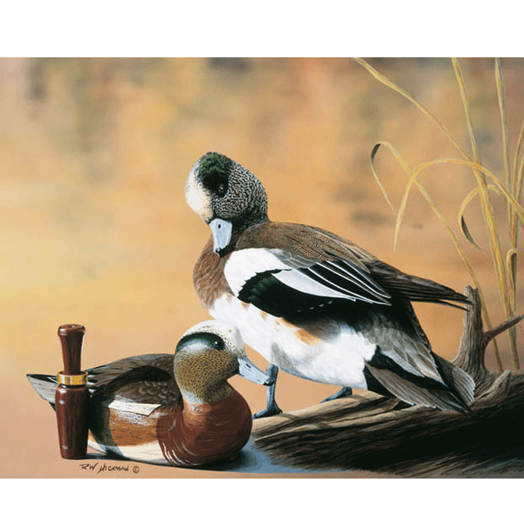 American Wigeon by Robert Hickman