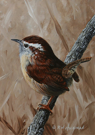 Carolina Wren Set by Robert Hickman