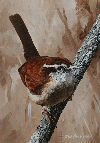 Carolina Wren Set by Robert Hickman