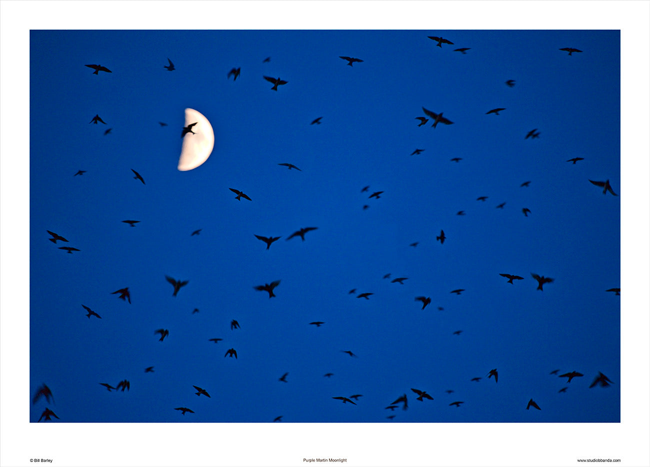 Lake Murray Purple Martin Moonlight by Bill Barley