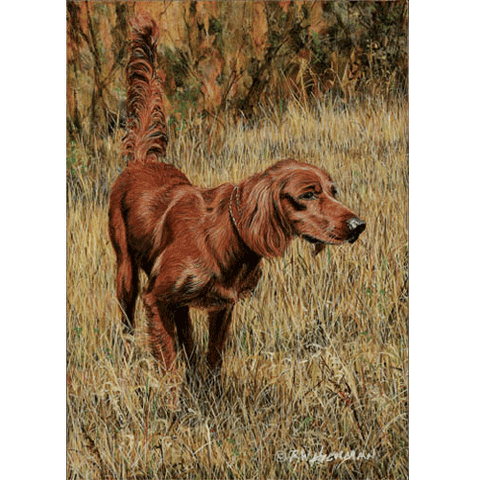 Red Setter by Robert Hickman