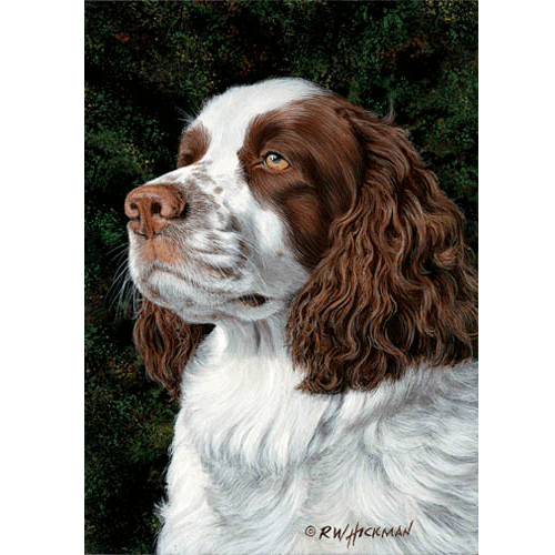 Springer Spaniel by Robert Hickman