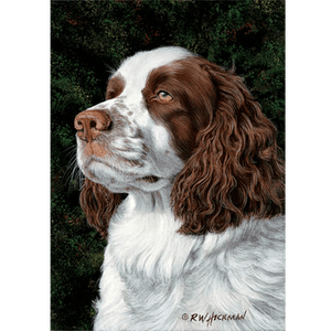 Springer Spaniel by Robert Hickman